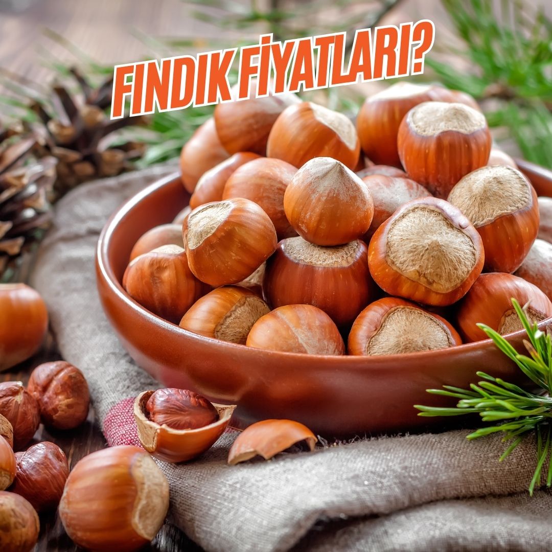 Fındık Fiyatları?